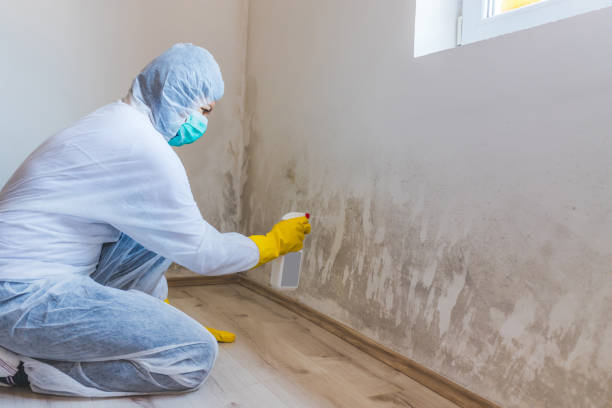 Licensed Mold Cleanup service in Henderson, NC - WQB Mold Removal