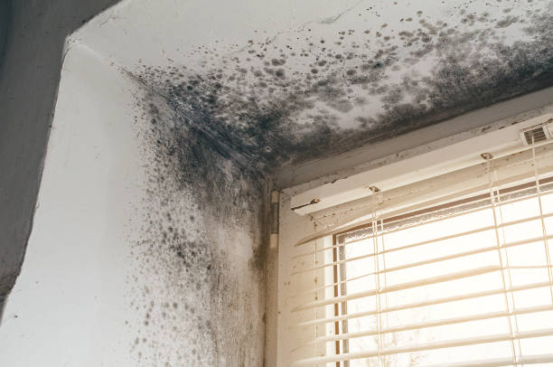 Affordable Mold Cleanup solutions in Henderson, NC